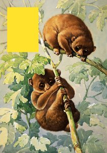 Sloths