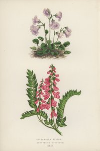 Soldanella Alpina; Hedysarum Obscurum by English School