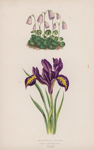 Dwarf Snowbell; Reticulated Iris by English School