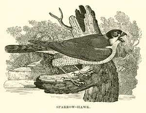 Sparrow-Hawk (engraving) by English School