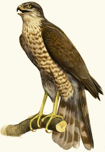 Sparrow Hawk