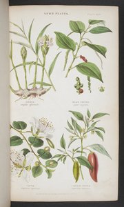 Spice Plants, from 