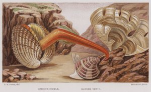 Spinous Cockle, Banded Venus