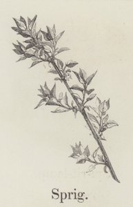 Sprig