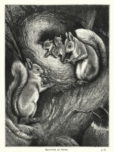 Squirrels at Home