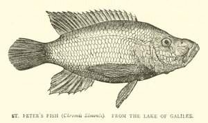 St Peters Fish (Chromis Simonis), from the Lake of Galilee by English School
