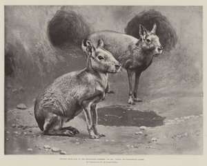 Studies from Life at the Zoological Gardens, Maras, or Patagonian Cavies