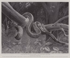 Studies from Life at the Zoological Gardens, South American Corais Snake by English School
