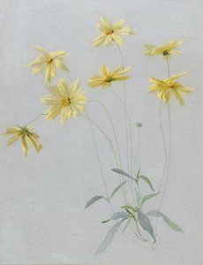 Study of Yellow Daisies, a Design for Wallpaper