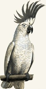 Sulphur-Crested Cockatoo