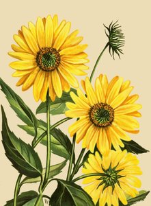 Sunflower by English School