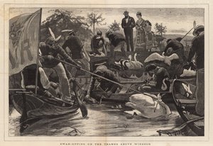 Swan-Upping on the Thames Above Windsor by English School
