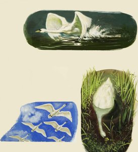 Swans by English School