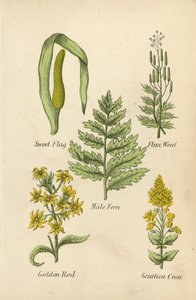 Sweet Flag, Fluxweed, Male Fern, Goldenrod, Sciatica Cress by English School
