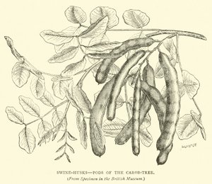 Swine Husks, Pods of the Carob-Tree by English School