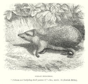 Syrian Hedgehog by English School