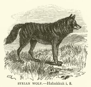 Syrian Wolf, Habakkuk, i, 8 by English School