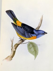 Tanagra Darwini, plate 34 from The Zoology of the Voyage of H.M.S. Beagle, 1832-36 by Charles Darwin, 1840