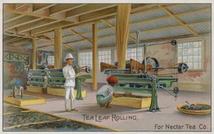 Tea Leaf Rolling, For Nectar Tea Co, Trade Card by English School