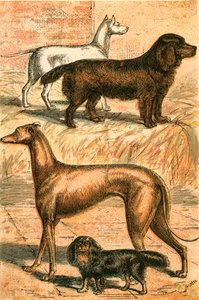 Terrier, Spaniel, Greyhound and King Charles Spaniel by English School