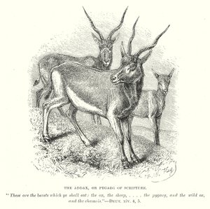 The Addax, or Pygarg of Scripture