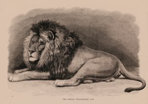 The African Yellow-Maned Lion