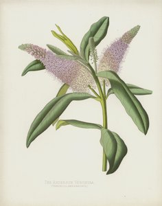 The Anderson Veronica by English School
