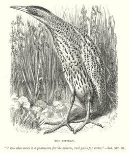 The Bittern (engraving) by English School