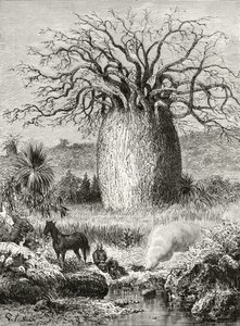 The Bottle Tree, from 