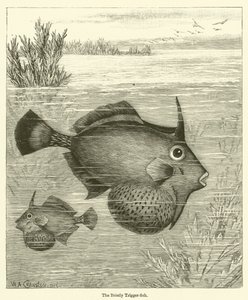 The Bristly Trigger-fish