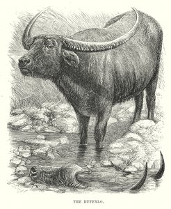 The Buffalo