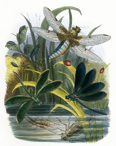 The Butterfly Vivarium