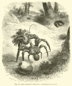 The Coconut-stealing Land-crab, Birgus Latro by English School