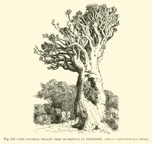 The Colossal Dragon Tree of Orotava in Teneriffe by English School