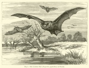 The Common Bat, Vespertilio pipistrellus, in Flight by English School