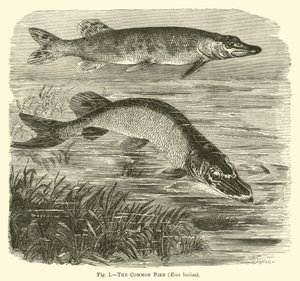 The Common Pike, Esox lucius by English School