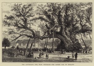 The Cowthorpe Oak, near Wetherby, the Oldest Oak in England by English School