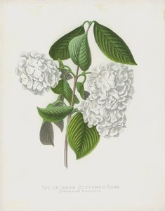 The Crimped Gueldres Rose, Viburnum Plicatum var. Dilatata