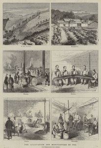 The Cultivation and Manufacture of Tea (engraving)