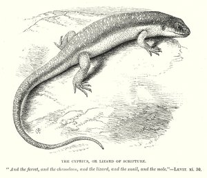 The Cyprius, or Lizard of Scripture by English School