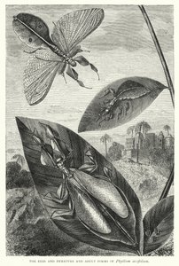The Eggs and Immature and Adult Forms of Phyllium siccifolium by English School