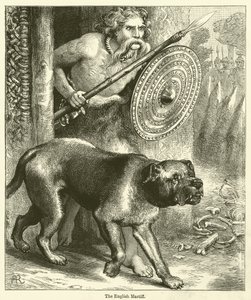 The English Mastiff