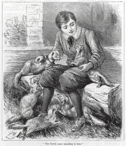 The Ferrets Came Bounding to Him (engraving) by English School