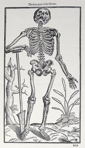 The Fore Part of the Bones, plate from The Historie of Man published by John Banister, 1578 by English School