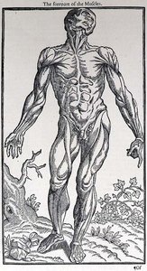 The Forepart of the Muscles, Plate from 