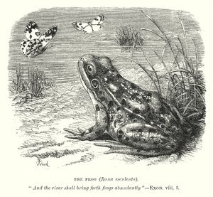 The Frog (Rona Esculenta) by English School