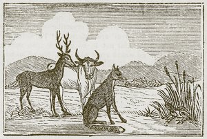 The Frog and the Fox