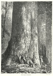 The Giant Gum-Tree (engraving) by English School