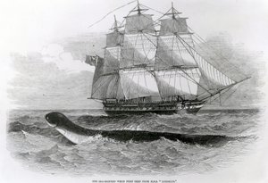 The Great Sea-Serpent when First Seen from HMS Daedalus by English School