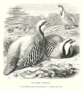 The Greek Partridge
